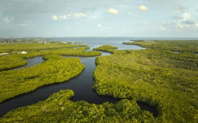 Property Rights Ping Pong Pandemonium